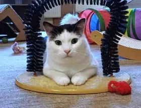 Kocourek Alien hledá nový domov