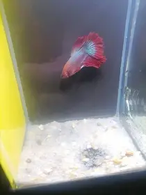 Betta Splendens - odchov