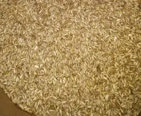 Lesknici, oves nahý, proso žluté a zelené , hrách.