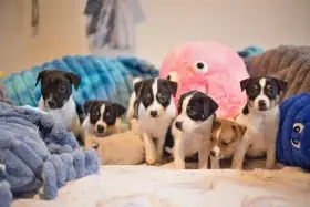 Dánsko-švédský farmařský pes