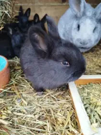 Kříženci VSS a Kal Hav