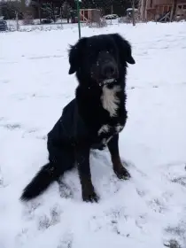 DARUJI FENU – kříženec (maliňák  berňák  labrador)