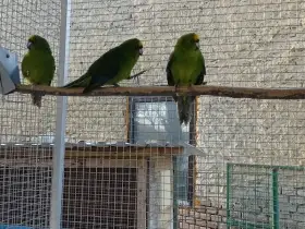 Kakariki žlutočelý