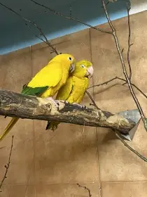 Prodám pár Guarouba guarouba