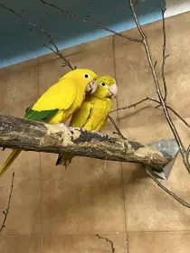 Prodám pár Guarouba guarouba