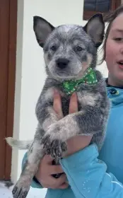 Australský honácký pes