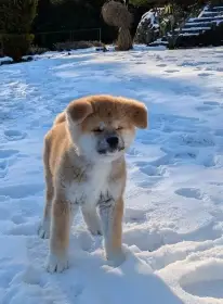 Štěňátka Akita Inu s PP