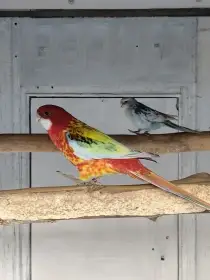 Rosela pestrá modrá straka