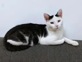 Kocourek Robin hledá nový domov