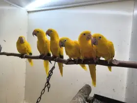 Guaruba,guarouba, ararajuba, golden conure.