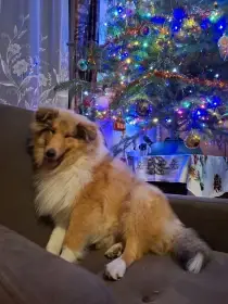 Kolie dlouhosrstá s PP