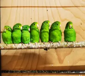 Papoušíček vrabčí samičky 2025