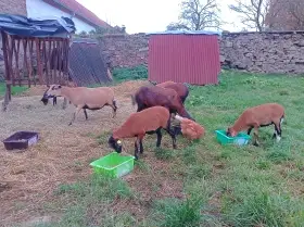 Čistokrevného beránka a jehničku ovce kamerunské