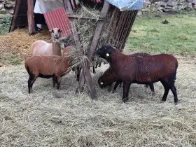 Prodám čistokrevnou jehnici ovce kamerunské