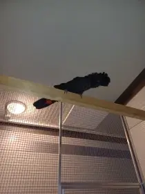 Calyptorhynchus Banksii