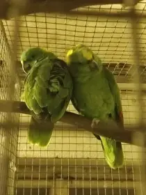 Amazoňan žlutokrky