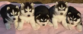 Sibiřský husky s PP -Štěňátka