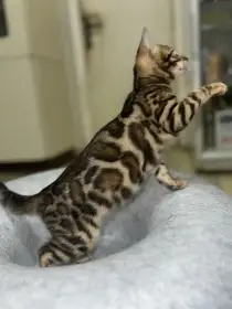 Bengálské koťátko - kočička s PP