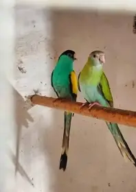 Papoušek žlutoramenný