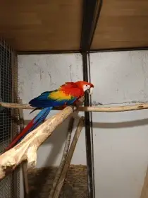 Kakadu molucky, ara arakanga