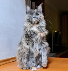 Alexa - Mainská mývalí kočka s PP