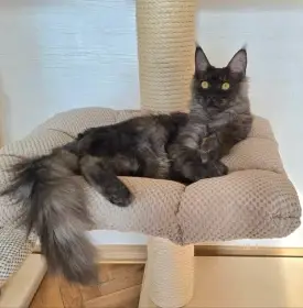 Mainská mývalí kočka s PP