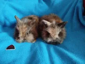 Nabízím zakrslé králíčky- lvíčky s teddy genem
