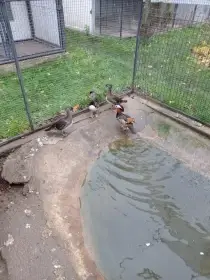 Kačenka mandarínska