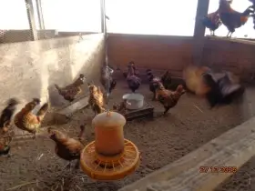 Sliepky Pavlovskej zlatej kury