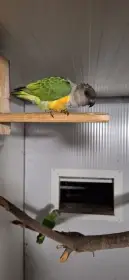 Papoušek senegalsky