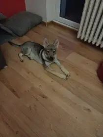 Prodej štěňat Československého vlčáka