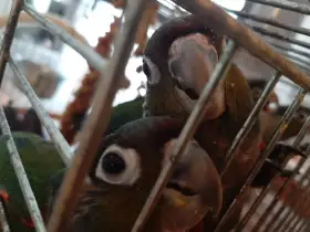 Ručně dokrmená mláďata