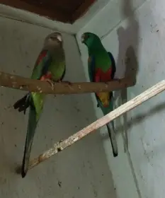 Prodám nebo vyměním páru Mnobarvých