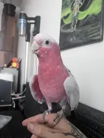 Kakadu růžový lutino štěpí