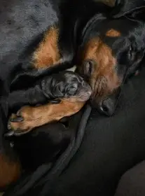 Štěňata v typu dobrmana