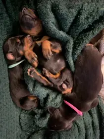 Čistokrevná štěňata dobrmana bez PP