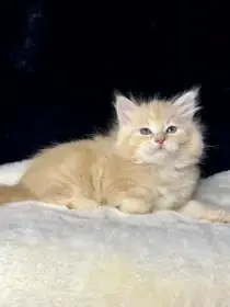 Sibiřská kočka s PP - kocourek Kilimanjaro