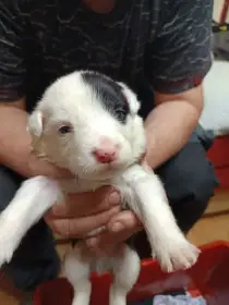 Štěňata border kolie