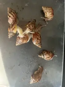 Šnečci Lissachatina Fulica