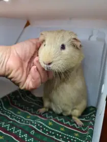 Morče samičky  - 3 měsíce a rok a kousek, s VP