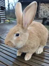 Burgundský králík