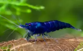 Neocaridina davidi  Blue Dream