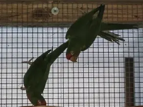 Aratinga škraboškový 1.1, R.21