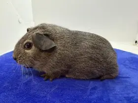 Morče hladké samička aguti černá/bílá s PP