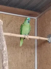 Amazoňan modročelý