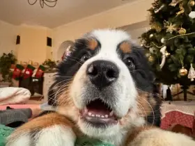 Bernský salašnícky pes - šteniatka s FCI PP