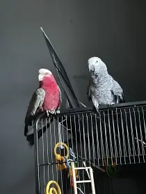 Prodám kakadu růžového