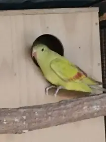 Papoušek horský lemovaný