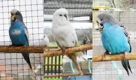 Andulka vlnkovaná 2025 po výstavních rodičích