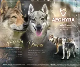 Československý vlčák s PP - vrh E Aeghyra